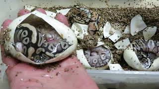 Brian Gundy Cutting Some 2019 Ball Python Clutches