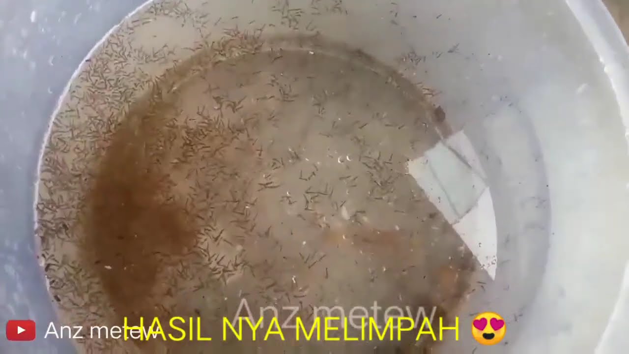 CARA KULTUR/TERNAK JENTIK NYAMUK MELIMPAH 