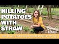 Hilling Potatoes with Straw (How to do it and why straw is a great option)