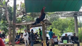 TRETAN JIKUR Mengadakan Lomba suara ayam kekok🐓 se MADURA raya yang di ikuti oleh beberapa daerah
