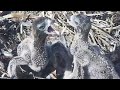 Port_Lincoln Osprey | Big fight between Big and Little bob | sibling rivalry | Oct 1, 2022