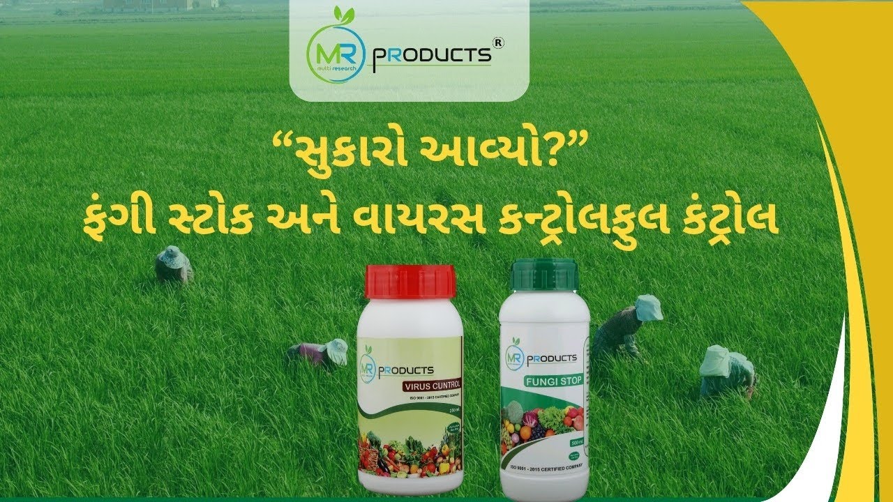 જીરા ના પાકમાં જોરદાર રિઝલ્ટ 🔥 ખેડૂત ખુશ, પાક સુપરહિટ 🌿