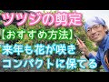 【ツツジ類の剪定】コンパクトに来年も花を楽しむために効果的な手入れ方法(2024年5月)🍃🌸