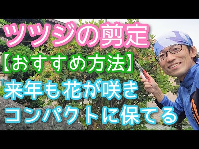 【ツツジ類の剪定】コンパクトに来年も花を楽しむために効果的な手入れ方法(2024年5月)🍃🌸 class=