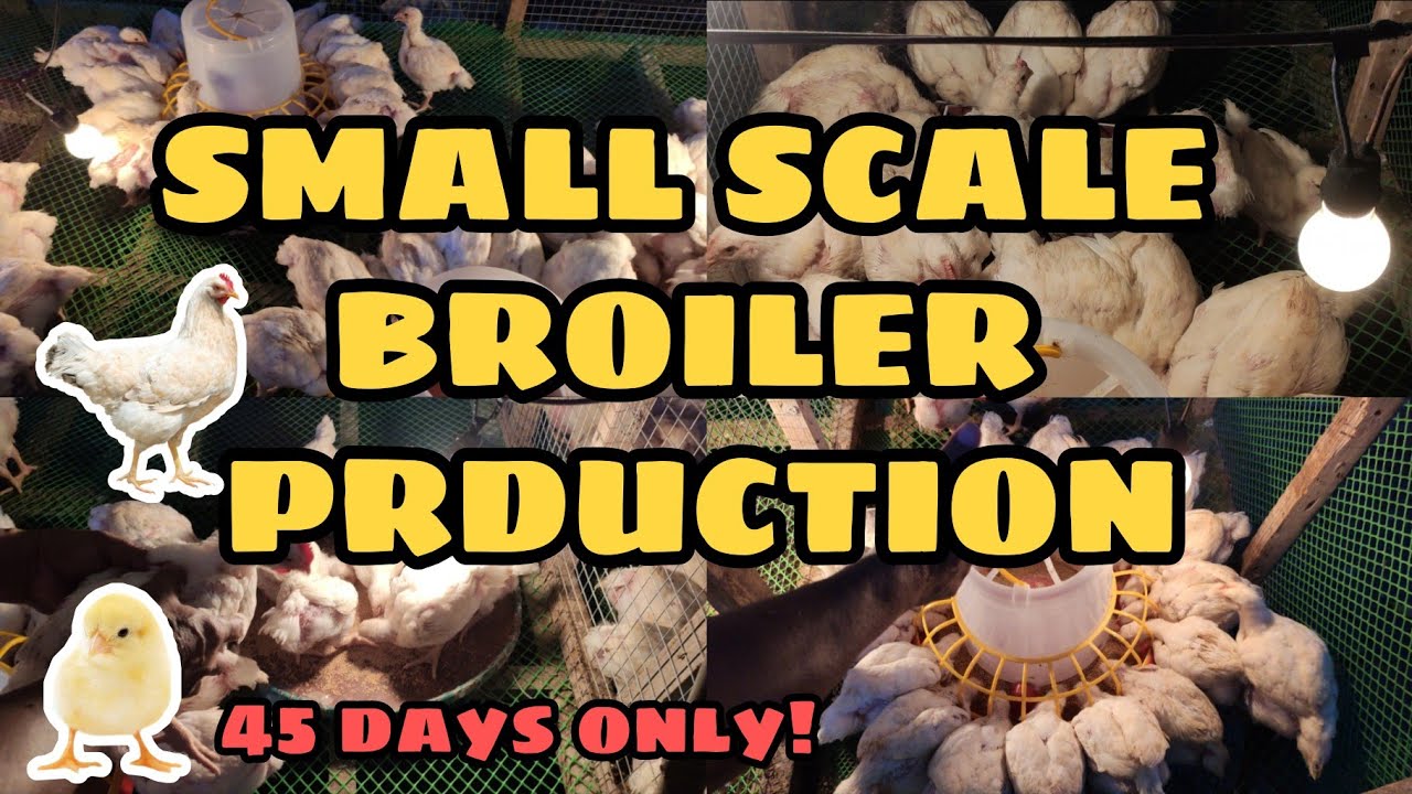 MANAGEMENT OF SMALL SCALE BROILER PRODUCTION BROILER RAISING IN THE PHILIPPINES 45 DAYS🐔