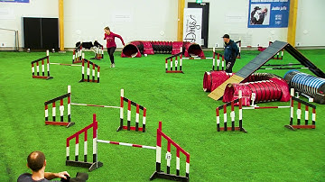 International Agility Training Week - Practicing cueing the collection - preview