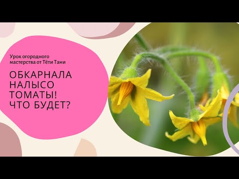 Томаты. Обкарнала налысо. Здоровее будут .