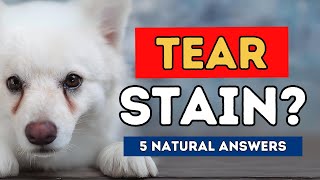 Tear Staining in Dogs: 5 Natural Answers