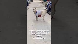 TVT Case (Transmissible venereal tumors) screenshot 4