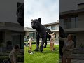 They Built a Giant Black Panther Topiary in a Luxury American Yard | USA Landscaping Makeover