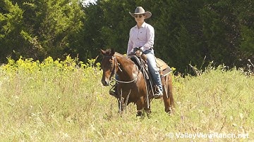 Minnys Bay Jackette - trail riding! - ValleyViewRanch.net