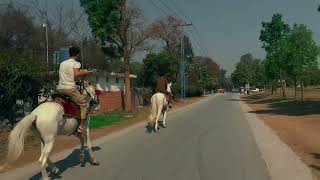 horse runing video | horse race video | ertugrul ghazi #animals #shorts #horseracing