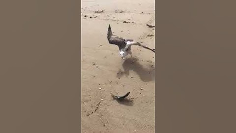 Can a Seagull swallow a 12 inch blue fish - whole?