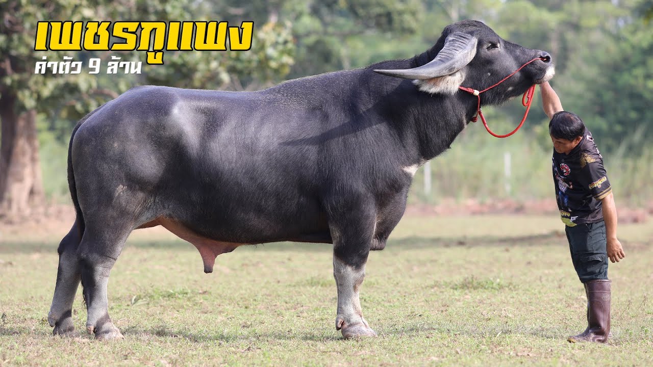 เปิดประวัติ เพชรภูแพง ค่าตัวแพงที่สุดในประเทศไทย (ณ ตุลาคม 2566)