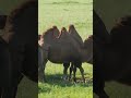 A Camel Can Survive A 40 Percent Weight Loss Camel Animalshorts Naturepbs Wildlife A Camel Can Survive A 40 Percent Weight Loss Camel Animalshorts Naturepbs Wildlife