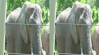 3D CLEVELAND METROPARKS ZOO 2024 - Side by Side 3D