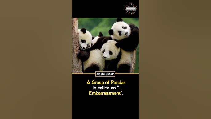What is a group of pandas called? The embarrassing reality🎽 Experimente