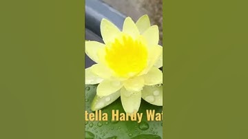 Thumbnail of Waterlmly#Hardy Waterlily#Chromatel#Yellow#Waterlily