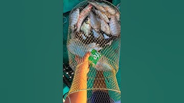 báo cá một ngày đi câu cảng cái cui, cồn ấu