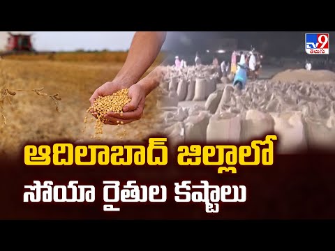 Adilabad : ఆదిలాబాద్ జిల్లాలో సోయా రైతుల కష్టాలు  - TV9 - TV9