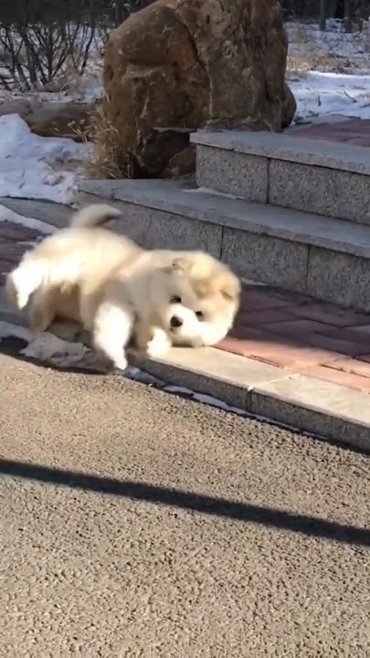 Is there a dog, sir? #shorts #funny #viralvideo