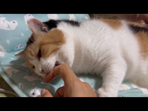 ポシェットを下げた三毛猫さん にゃんこポシェットを下げた三毛猫さん