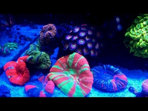 krzysztof tryc reef tank
