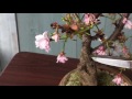 盆栽の育て方　桜盆栽の花が終わったら…その1【切るところ編】