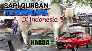 SAPI KURBAN TERMAHAL DI INDONESIA...SEHARGA MITSUBISHI X PANDER