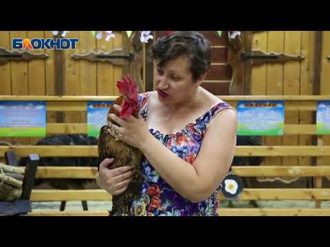 Волгоградский петух-оракул предсказал