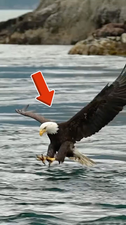 Ketajaman Mata Elang!