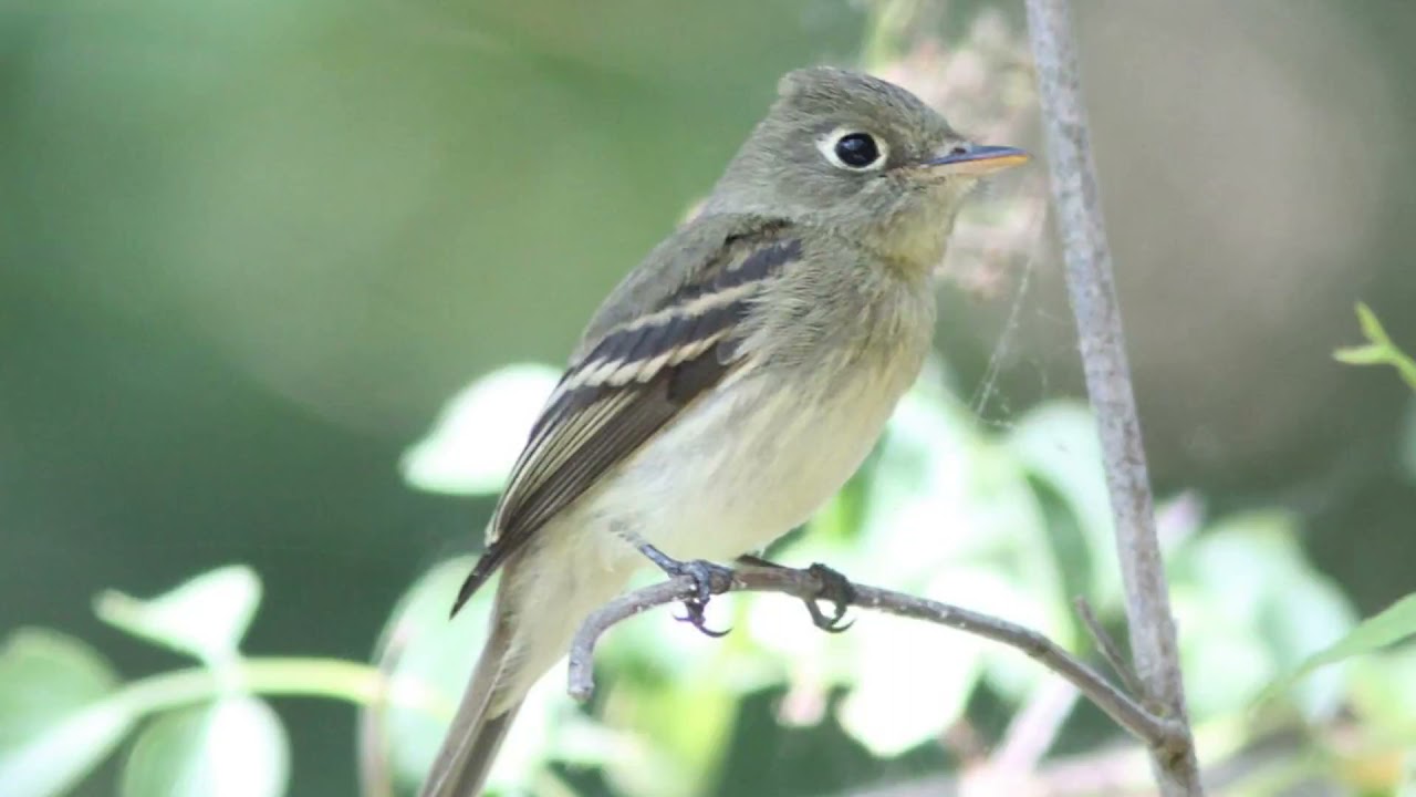 Pacific Slope Flycatcher Song Video: Bird Songs Western North America-Nature Sounds for Sleep Peace