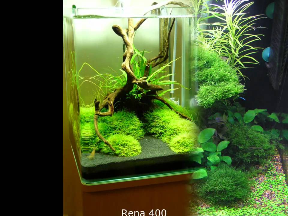 Aquajardin Gloucester A Selection Of Past And Present Planted Display Aquariums YouTube