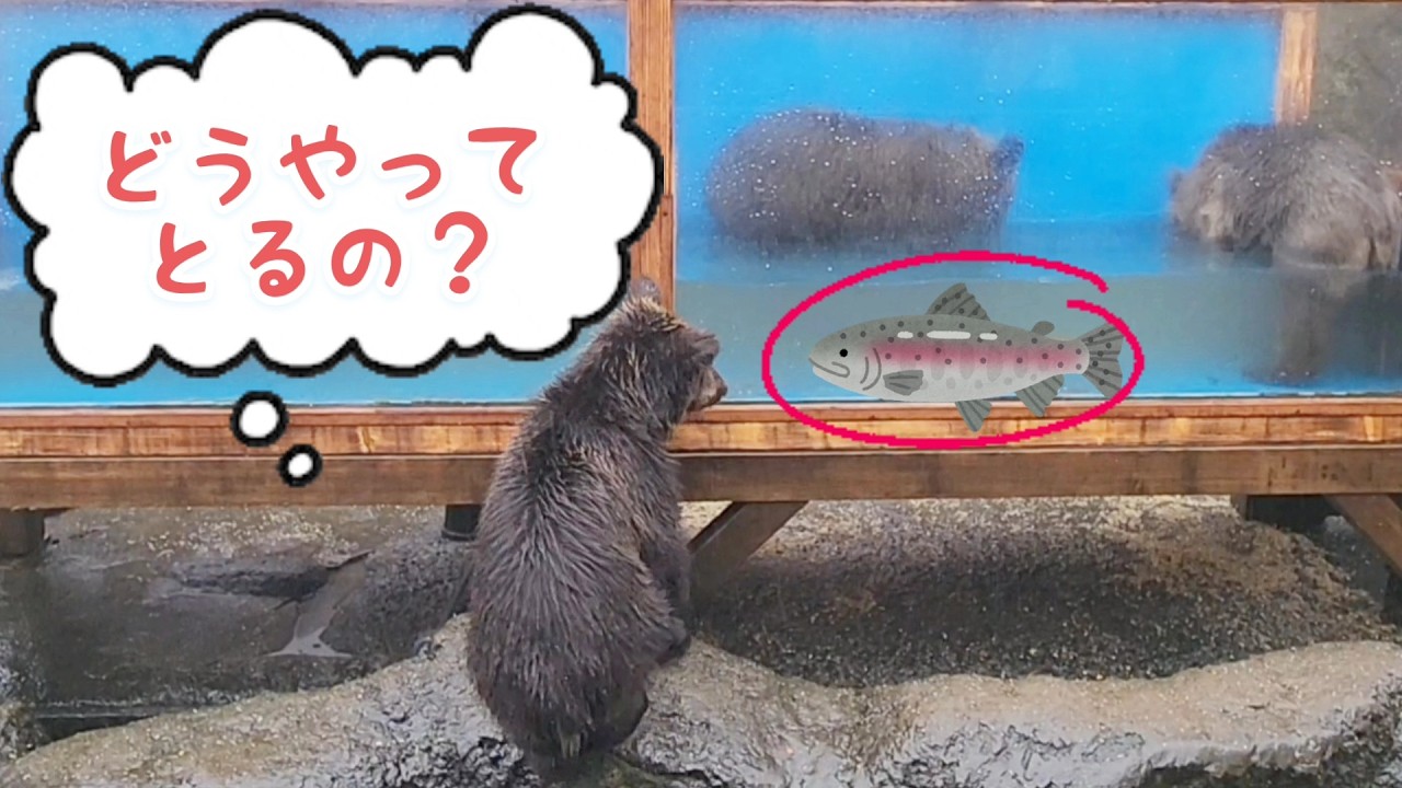 減らされたお魚🥲どうなる？生まれて２回目のお魚ハンティング【のぼりべつクマ牧場】#北海道観光 