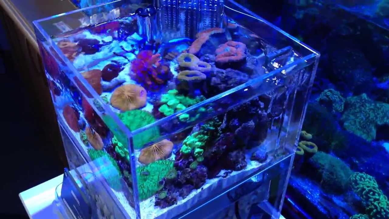 ミニオーバーフロー水槽を作りました 海水魚ショップ やどかり屋 Youtube