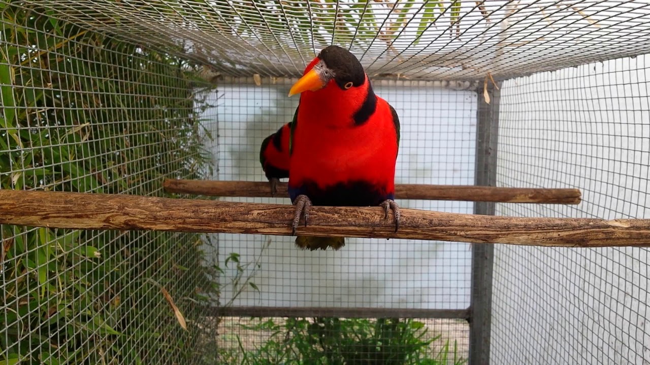 Lorius lory erythrothorax 
