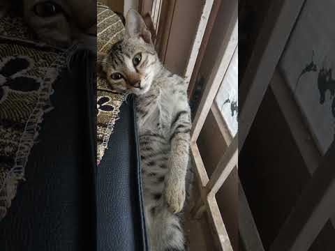 naughty cat kitten 😅😄😃😺