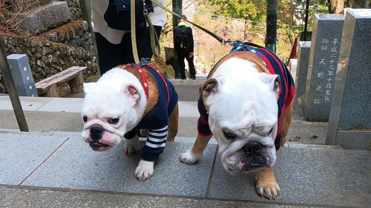 【神回】300余段！地獄の階段を必死に駆け上がって行くブルドッグの雄姿がこちら！御岳山リベンジ！
