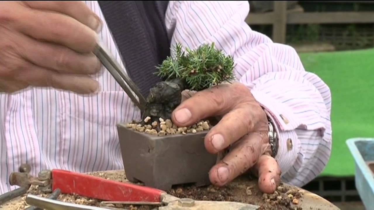 小品盆栽 五葉松の植え替え Youtube