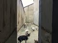 There are cats here, pastoral cats, cats, various cats, sharing the various behaviors of daily p