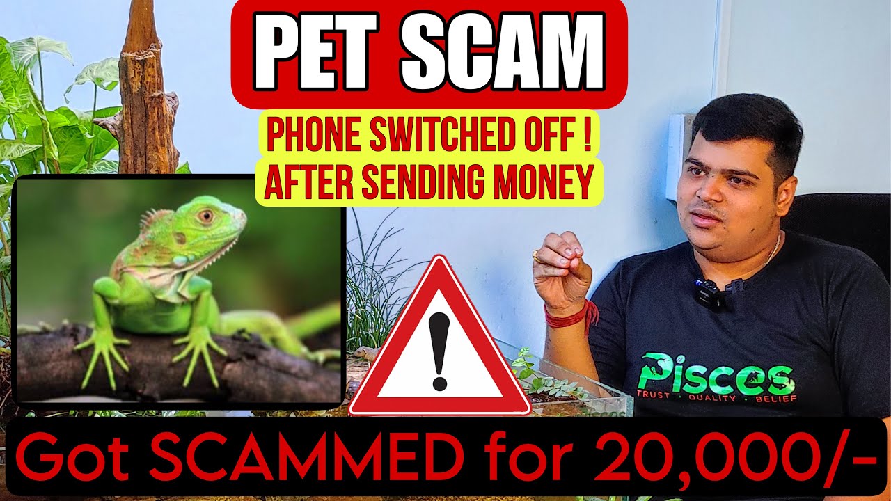 PET SCAMS IN INDIA BUYING NEW PET BUY PETS ONLINE YouTube
