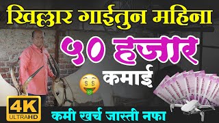 खिल्लार गाय दूध किती देते..? | देशी गाय | Khilar_gai | khillar_cow