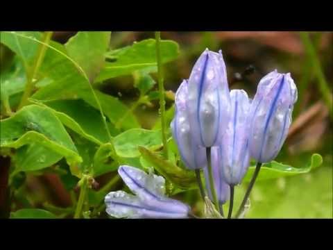 Video: Gentian Care - Tietoja Gentian Wildflowers -kukkien istuttamisesta
