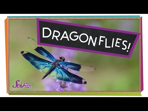 Super Strong Dragonflies!