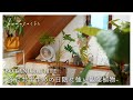 日当たりが悪くても育てやすい観葉植物6選