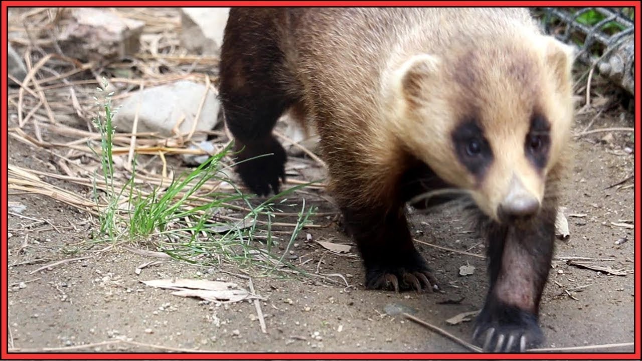 ニホンアナグマってかわいい 京都市動物園 Japanese Badger Is Cute Kyoto City Zoo Youtube