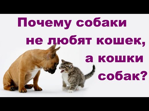 СОБАКИ НЕ ЛЮБЯТ КОШЕК ИЛИ КОШКИ НЕ ЛЮБЯТ СОБАК.