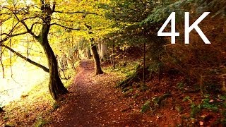 Ultra HD Video: SEPTEMBER FOREST WALK(by 3D-Taeuber, for business-enquiries contact me by email, or buy my videos here : https://www.pond5.com/artist/yes_3dtaeuber#1/2063 In order to keep this ..., 2013-10-30T12:04:09.000Z)