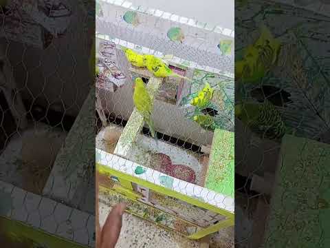 بيضن الطيور حب مقاطع بث مباشر دجاج بلبل بلبل العراق بثوث بثوث المشاهير احمر دجاج زينه 