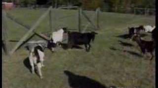 Fainting Goats